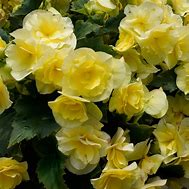 Begonia Solenia Yellow