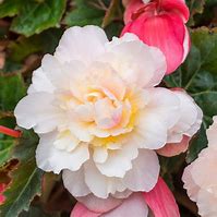 Begonia SweetSpice Appleblossom