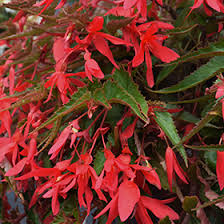 Begonia Waterfalls Encanto Pink