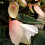 Begonia Waterfalls Encanto White Blush