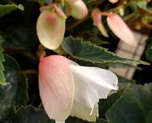 Begonia Waterfalls Encanto White Blush