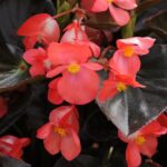 Begonia Whopper Red Bronze
