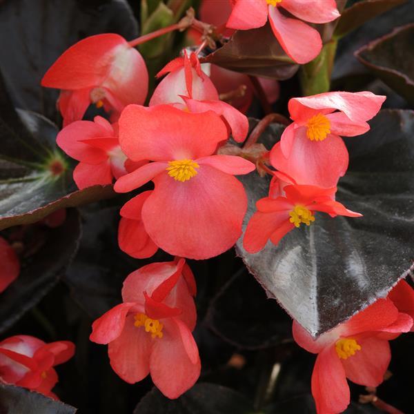 Begonia Whopper Red Bronze