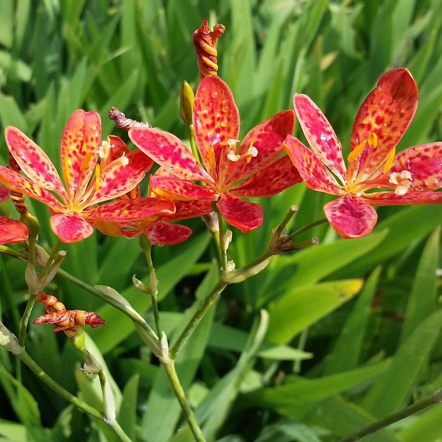 Belamcanda chinensis