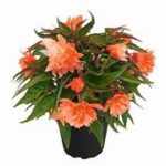 Begonia Belleconia Salmon