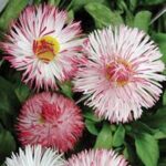 Bellis perennis Habanera White Red Tip