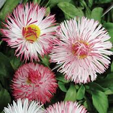 Bellis Habanera White Red Tip