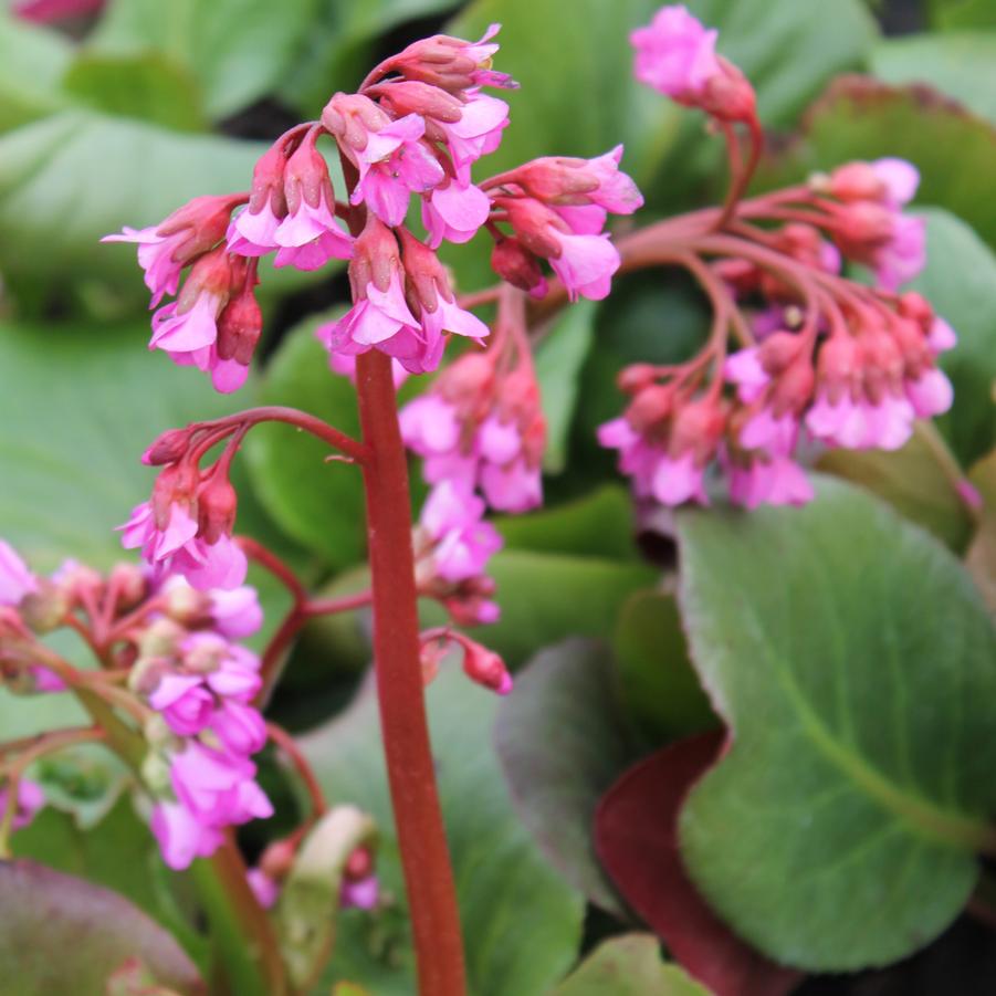Bergenia cordifolia