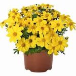 Bidens Bidy Gonzales Trailing