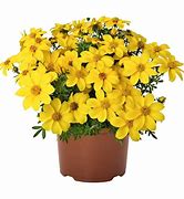 Bidens Bidy Gonzales Trailing