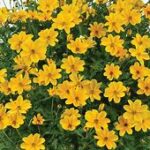 Bidens Golden Empire
