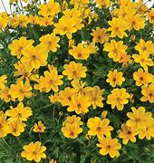 Bidens Golden Empire