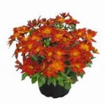 Bidens Popstar Red