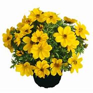 Bidens Popstar