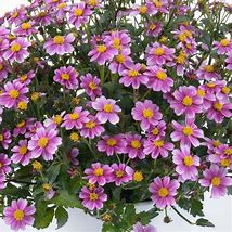 Bidens Pretty in Pink