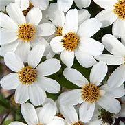 Bidens White Delight