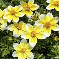 Bidens White Spicy Electric