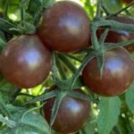 Tomato Small Fruit Black Cherry (Single)