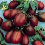 Tomato Heirloom Black Plum (4 Pack)