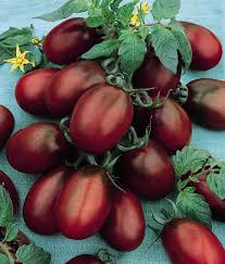 Black Plum