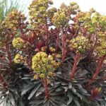 Euphorbia Blackbird