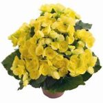Begonia Blitz