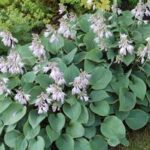 Hosta Blue Cadet