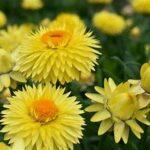 Bracteantha Granvia Gold
