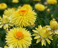 Bracteantha Granvia Gold