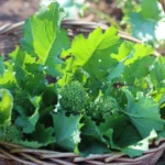 Broccoli Raab Zamboni (4 Pack)