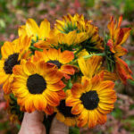 Helianthus Bronze Burst
