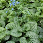 Brunnera macrophylla Sterling Silver