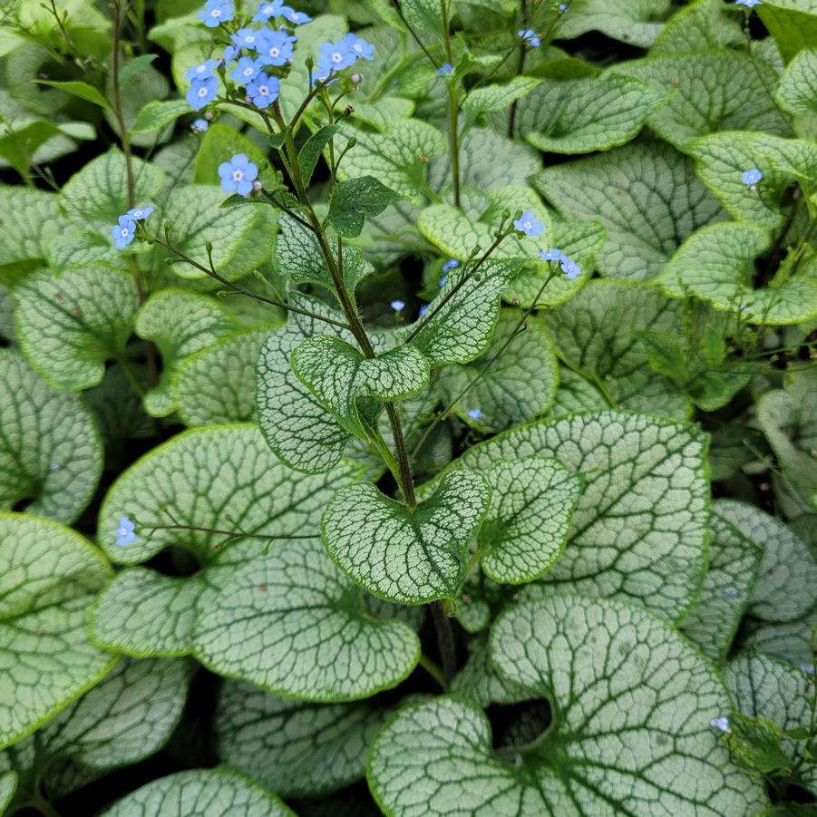 Brunnera macrophylla Sterling Silver