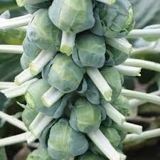 Brussels Sprouts Jade Cross