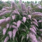 Buddleia Grand Cascade