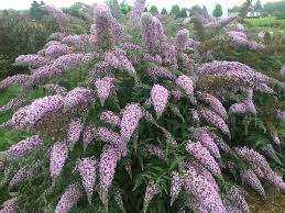Buddleia Grand Cascade
