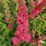 Buddleia Monarch Prince Charming