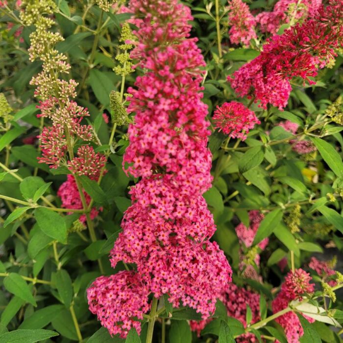 Buddleia Monarch Prince Charming
