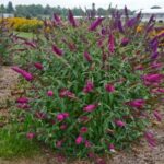 Buddleia Monarch Queen of Hearts