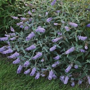 Buddleia Monarch® ‘Glass Slippers’