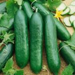 Cucumber Slicer Burpless Bush (Peat Pot)