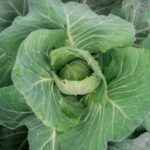 Cabbage Copenhagen Market Early (4 Pack)