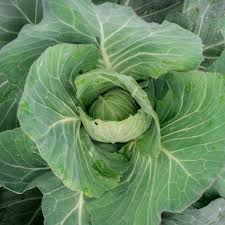 Cabbage Copenhagen Market Early