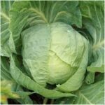 Cabbage Early Flat Dutch (4 Pack)