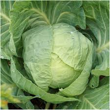 Cabbage Early Flat Dutch