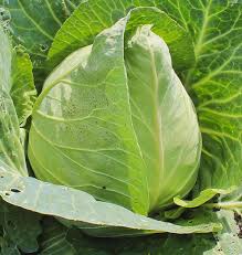 Cabbage Early Jersey Wakefield