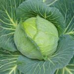 Cabbage Golden Acre Resistant (4 Pack)