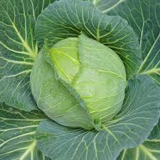 Cabbage Golden Acre Resistant