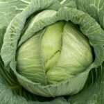 Cabbage Late Flat Dutch (4 Pack)