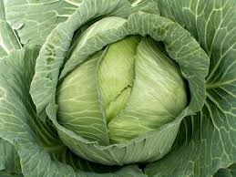 Cabbage Late Flat Dutch